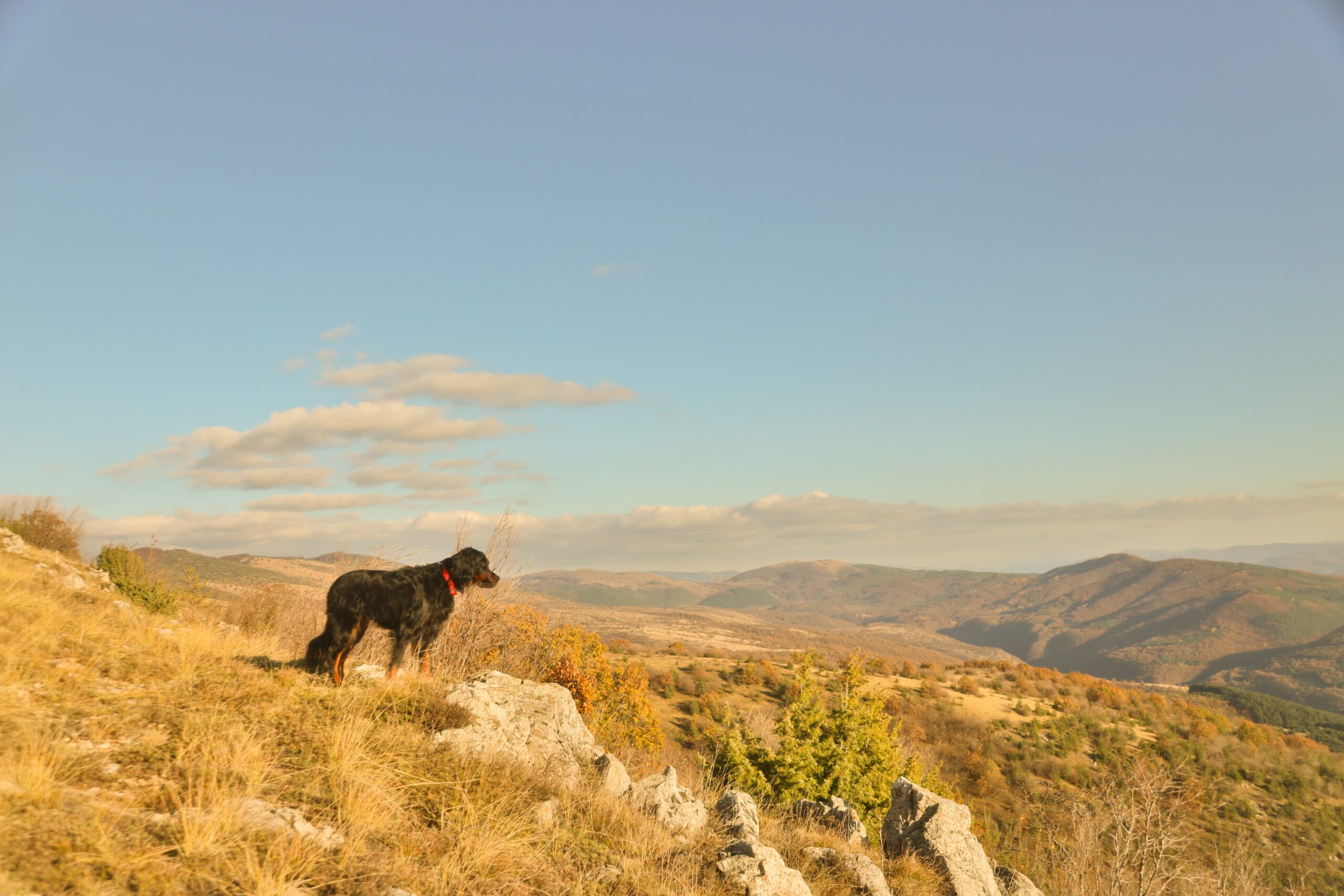 A brown dog on a ridge looking at mountains in the distance.
