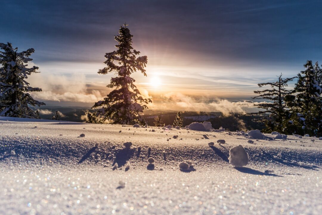 A snowy landscape with a few pine trees amid a bright and sunny day.