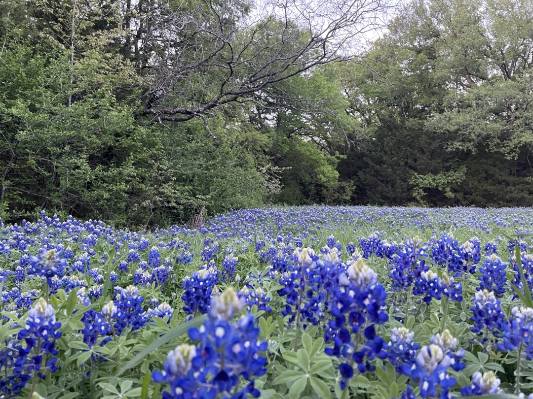 A field of bluebonnets with towering trees at the back.