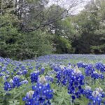 A field of bluebonnets with towering trees at the back.